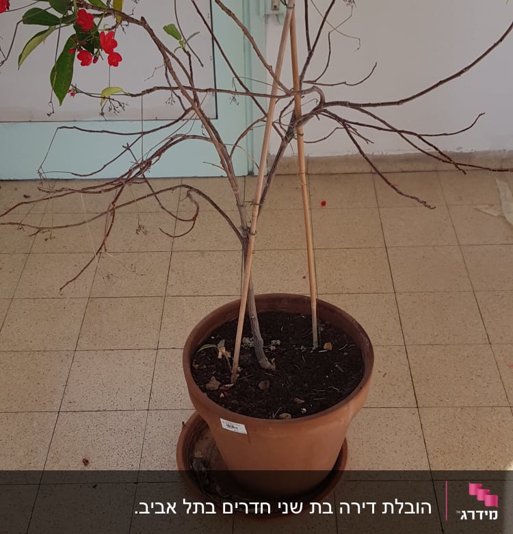 עציץ חום עם צמח יבש ופרחים אדומים